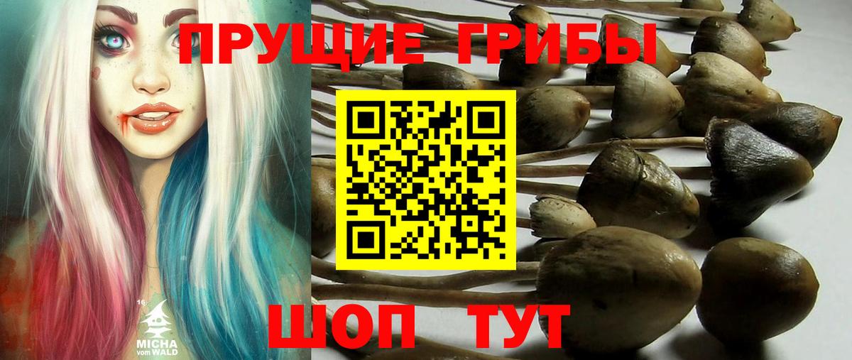 Галлюциногенные грибы Cubensis Королёв